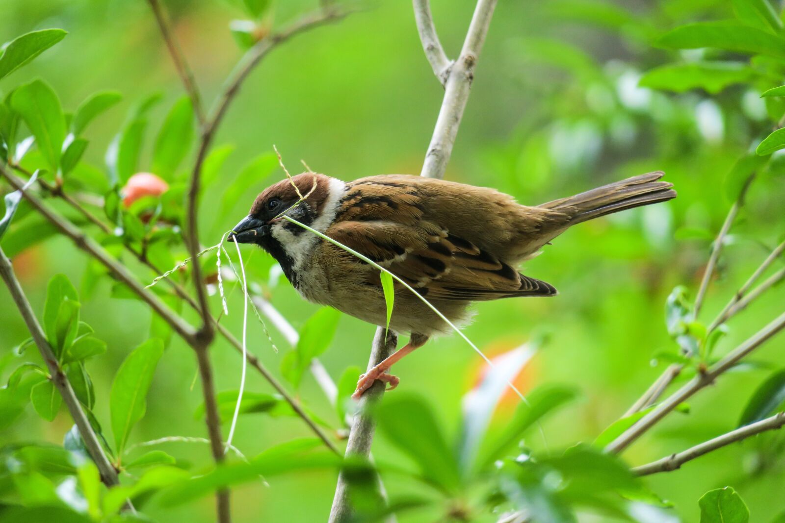Canon PowerShot G3 X sample photo. Bird, nature, outdoor photography