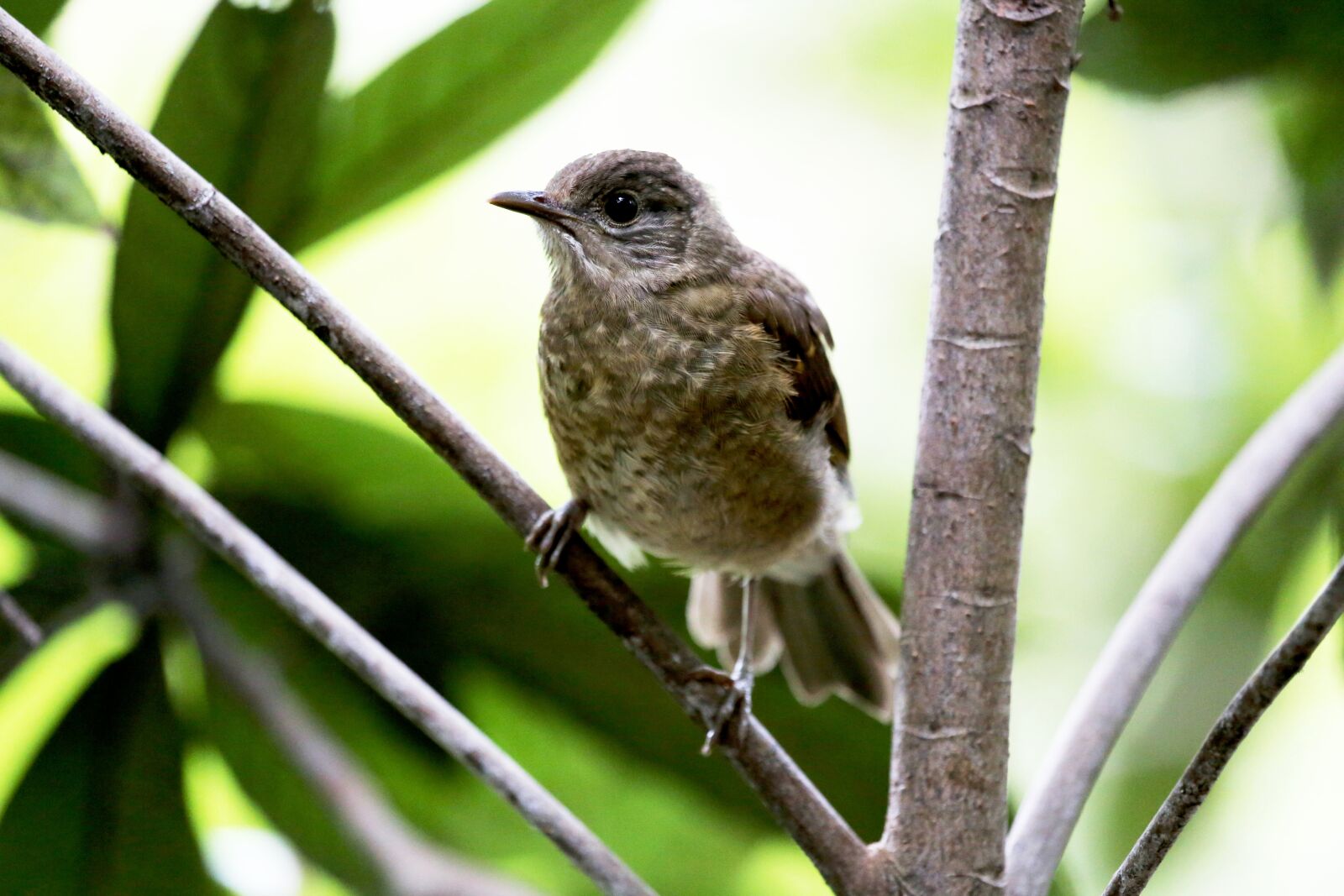 Canon EOS 5D Mark III sample photo. Paige, bird, tropical photography