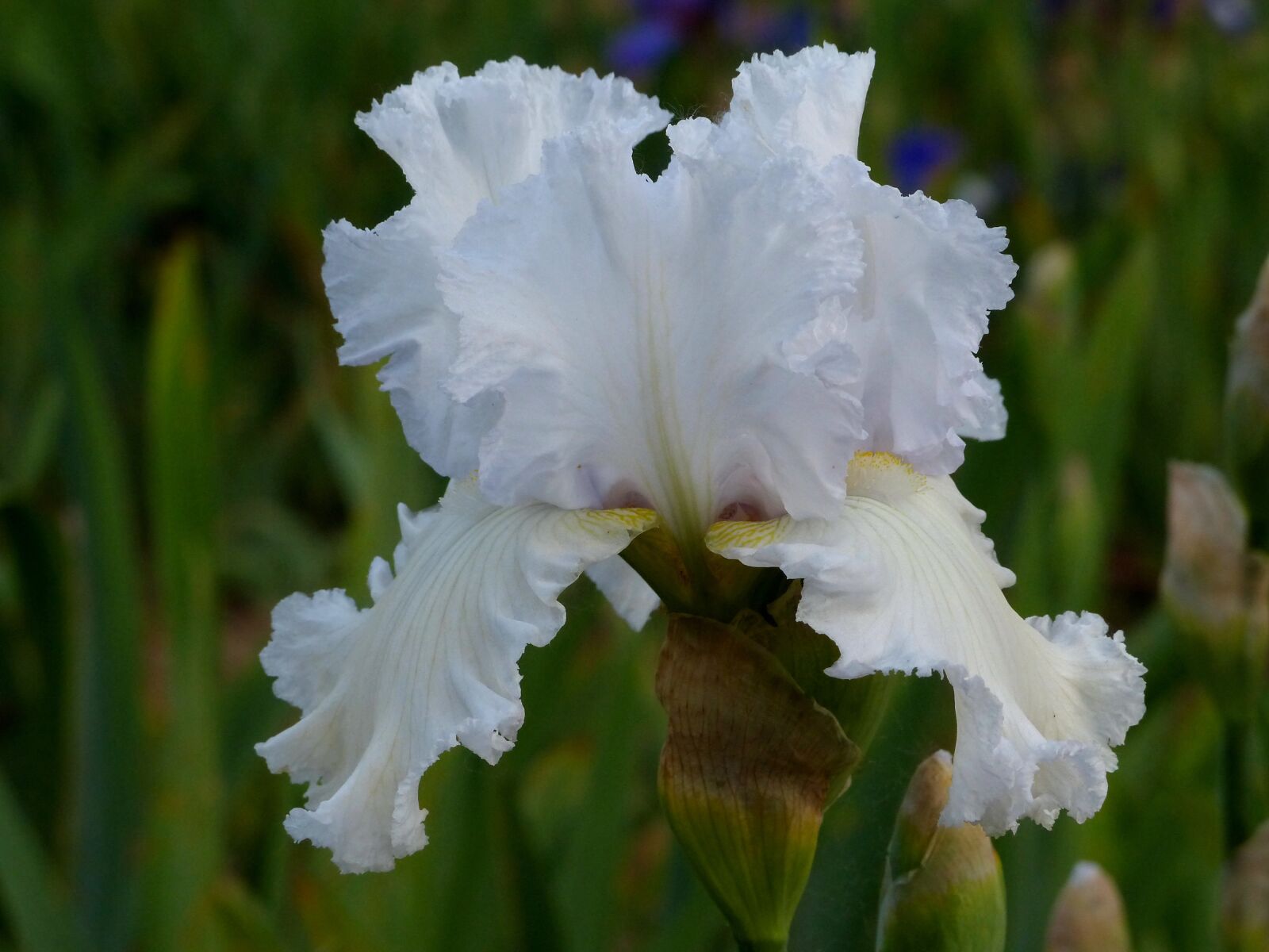Panasonic Lumix DMC-FZ200 sample photo. Iris, flower, bloom photography