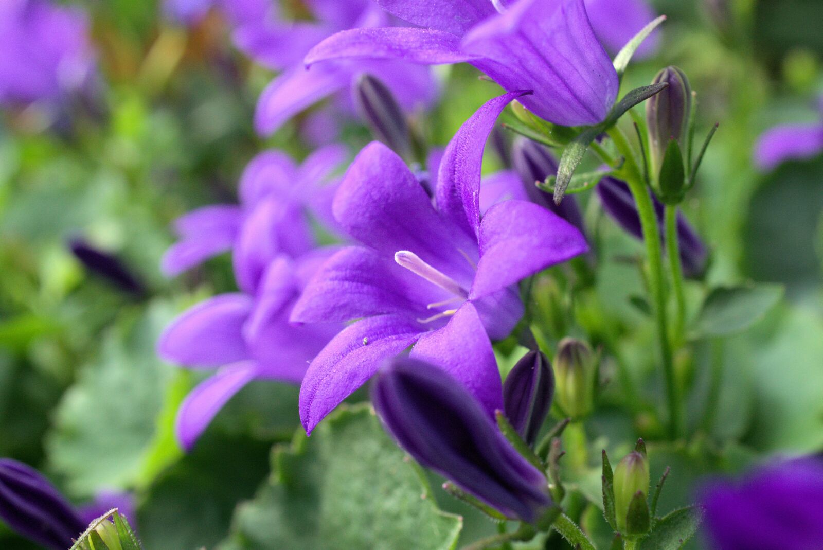 Sony E 30mm F3.5 Macro sample photo. Flower, blossom, bloom photography