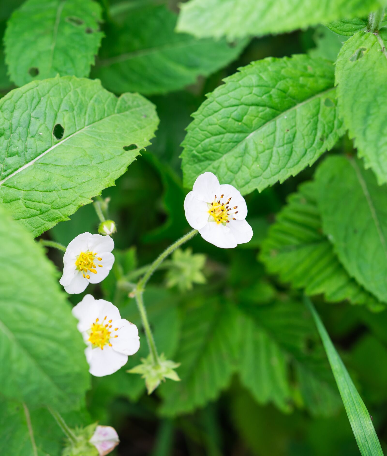 Nikon D600 sample photo. Flower, leaves, strawberry photography