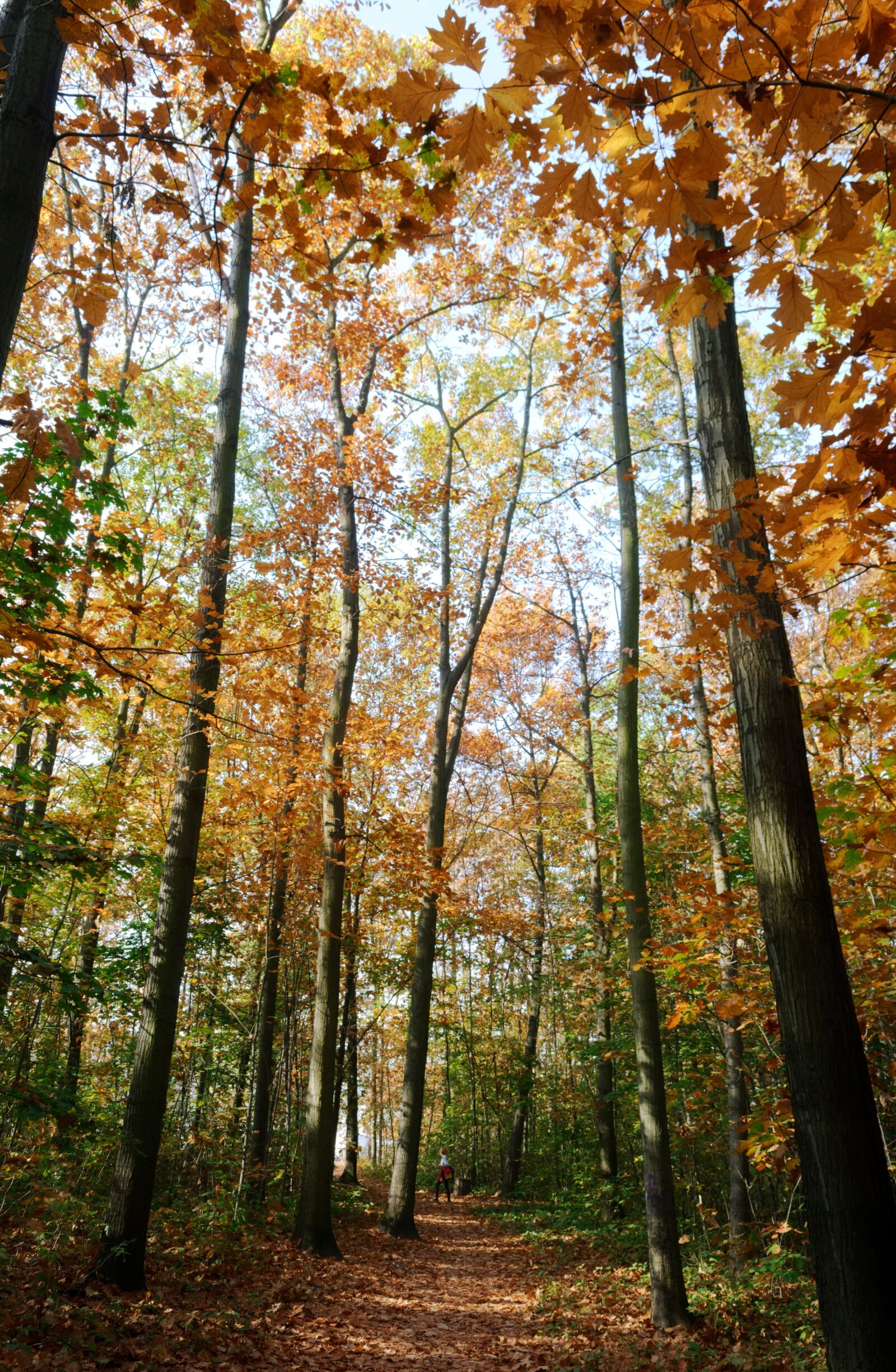 Nikon D3100 sample photo. Forest, autumn, nature photography