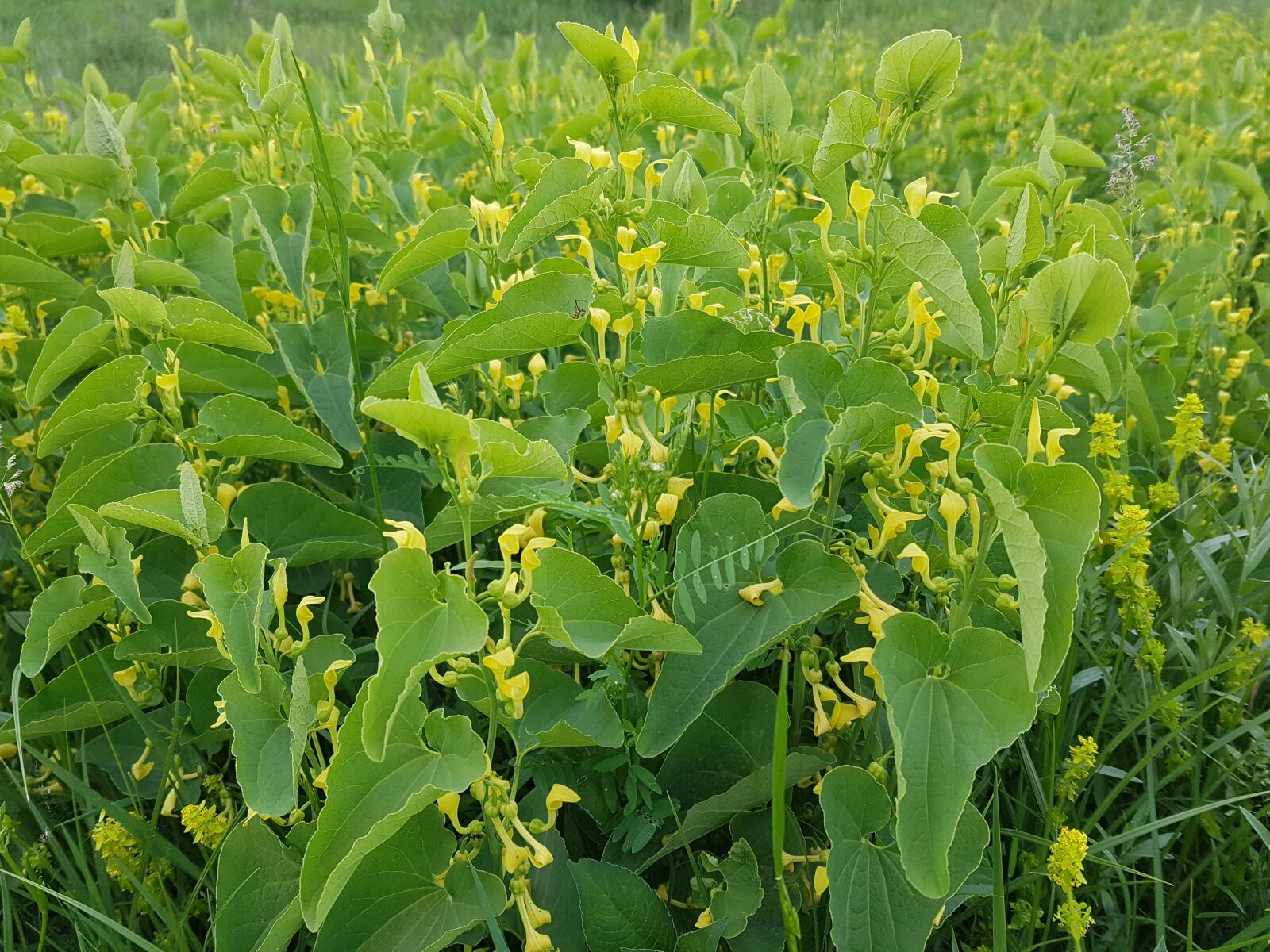 Samsung Galaxy S7 Edge sample photo. Green, yellow, spring photography