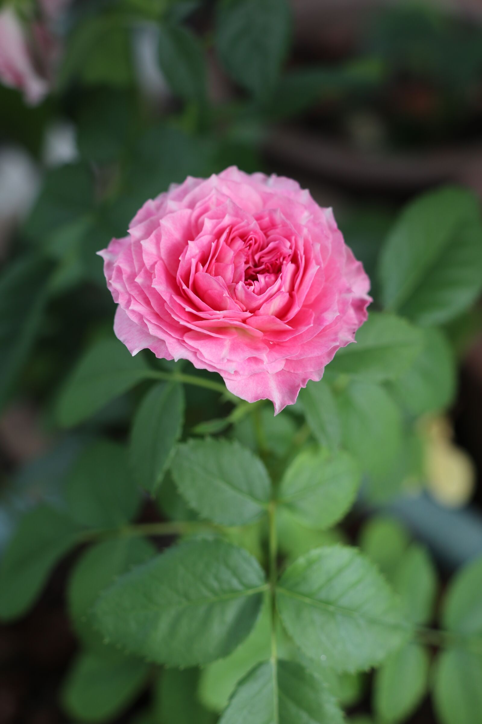 Canon EOS M6 sample photo. Rose, pink love, flower photography