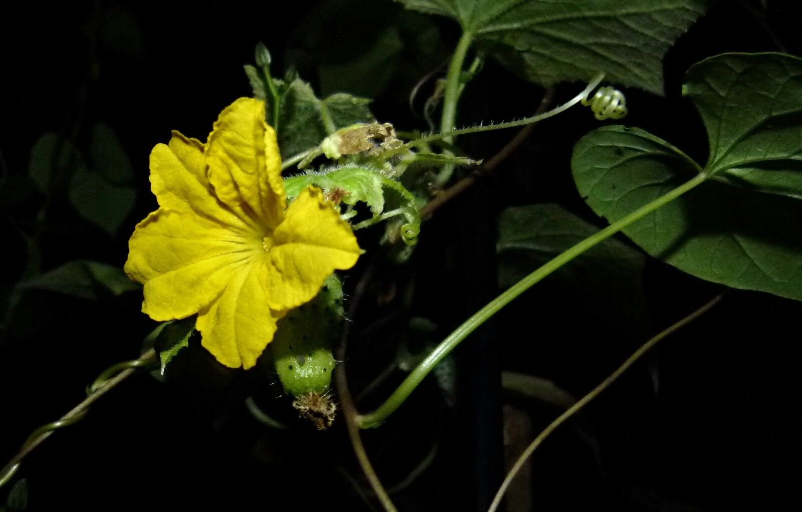 Panasonic Lumix DMC-FZ100 sample photo. Flower, cucumber, yellow photography
