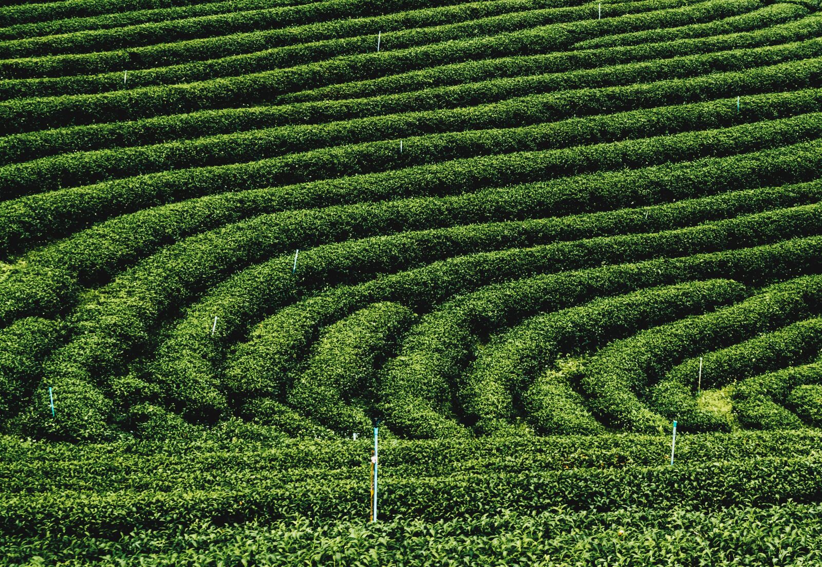 Olympus OM-D E-M10 III sample photo. Tea plantations, sightseeing, relaxing photography