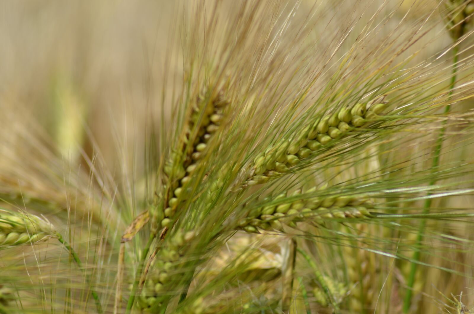 Nikon D5100 sample photo. Barley, cereal, agriculture photography