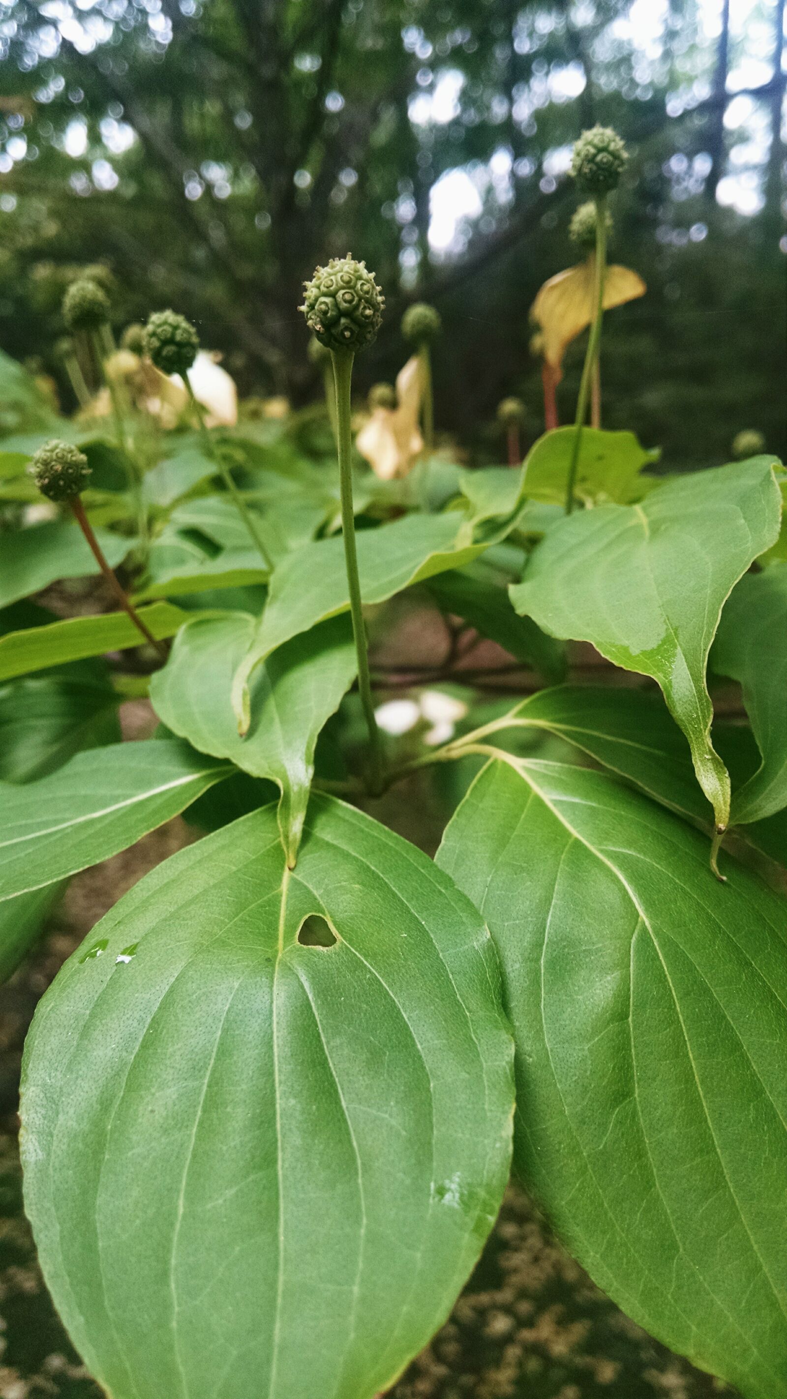 Motorola Moto X (1st Gen) sample photo. Bloom, bud, flower, nature photography