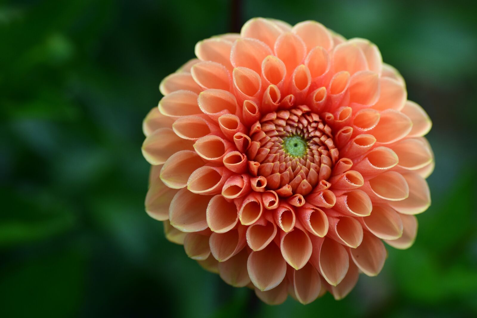 Nikon D3300 sample photo. Dahlia, salmon, flower garden photography