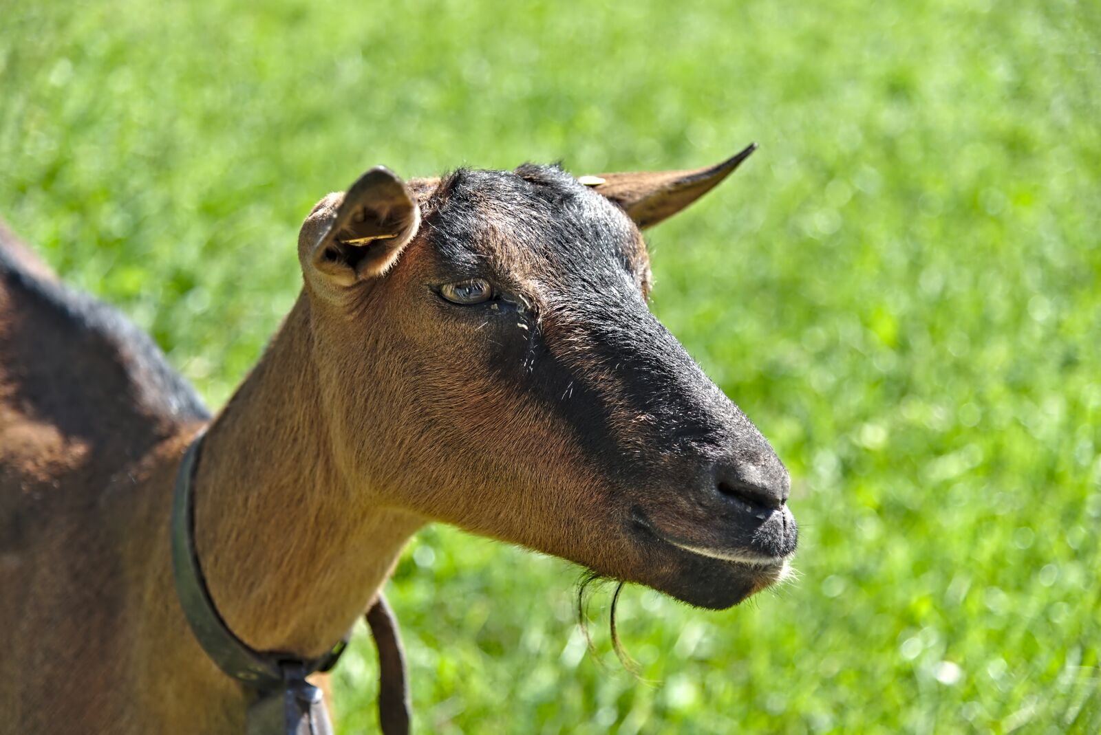 Nikon D750 sample photo. Goat, geiss, creature photography