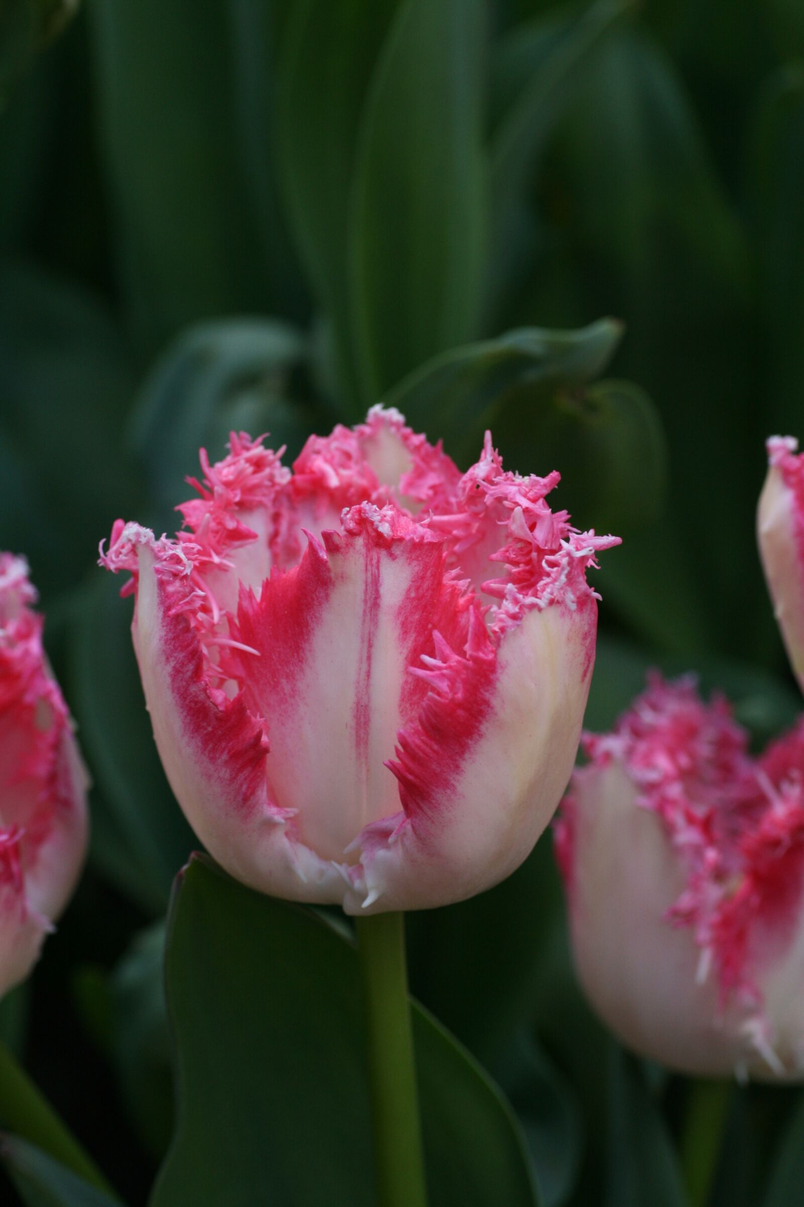 Canon EOS 400D (EOS Digital Rebel XTi / EOS Kiss Digital X) sample photo. Tulip, pink, white photography