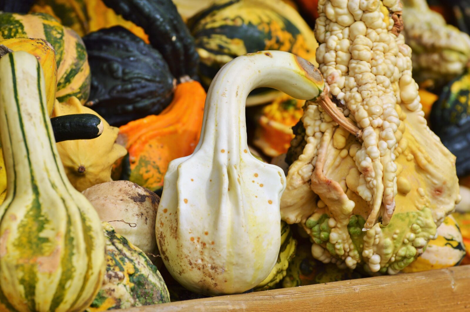 Nikon D3200 sample photo. Pumpkin, fruit, orange photography