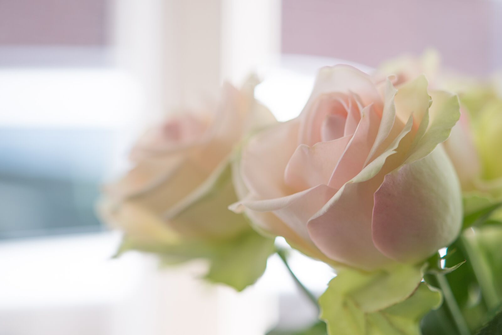 Nikon D600 sample photo. Pink, rose, flower photography