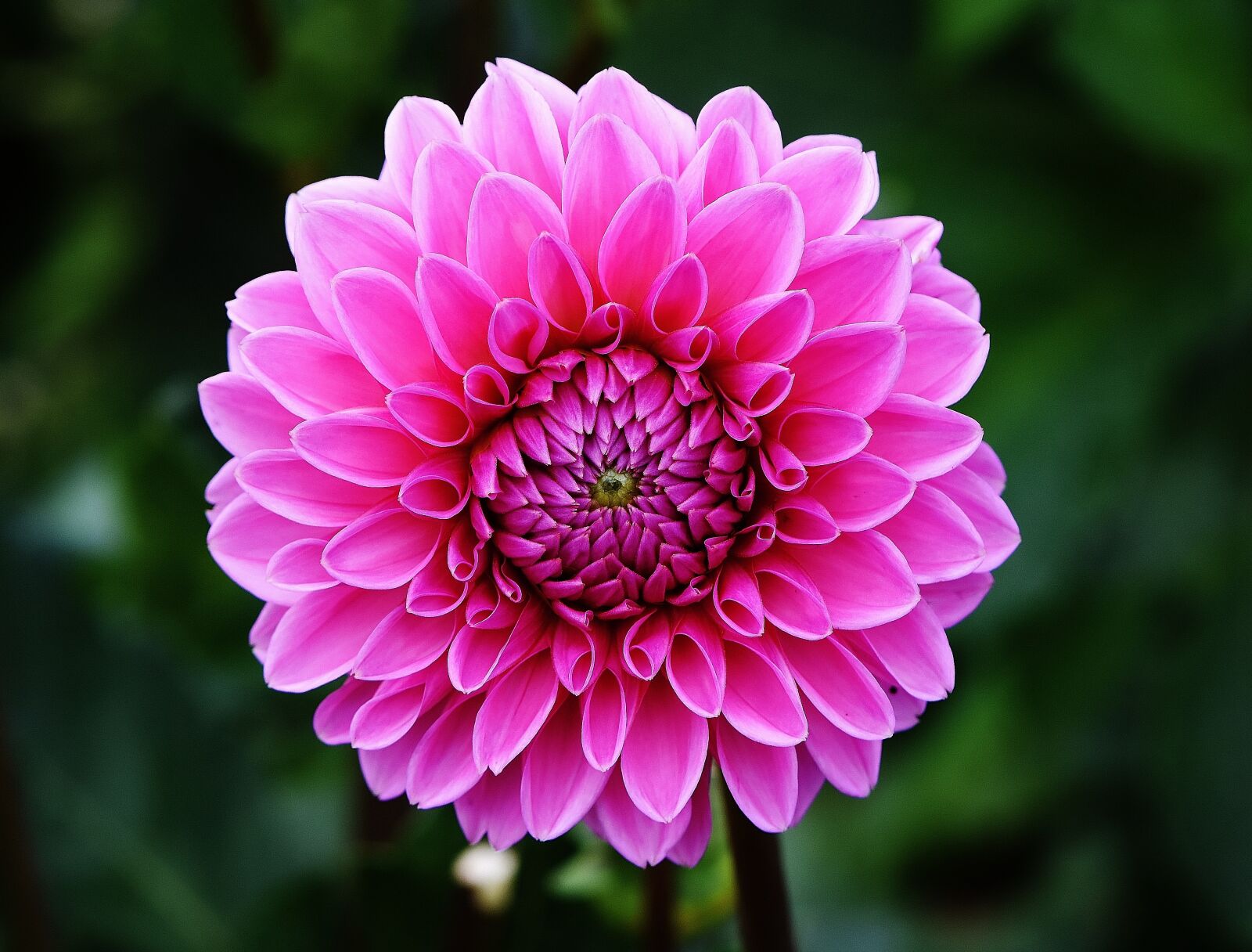 Nikon D7200 sample photo. Dahlia, blossom, bloom photography