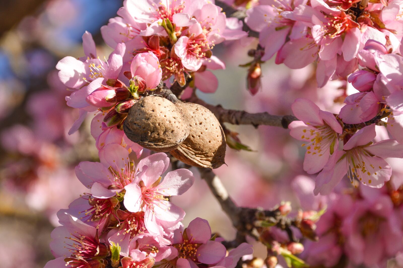 Nikon D3200 sample photo. Tree, almond, blossom photography