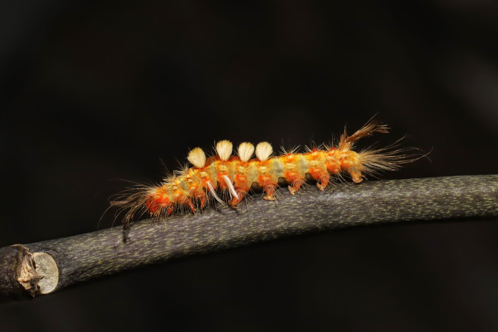 Canon EOS 6D Mark II sample photo. Macro, insect, bug photography