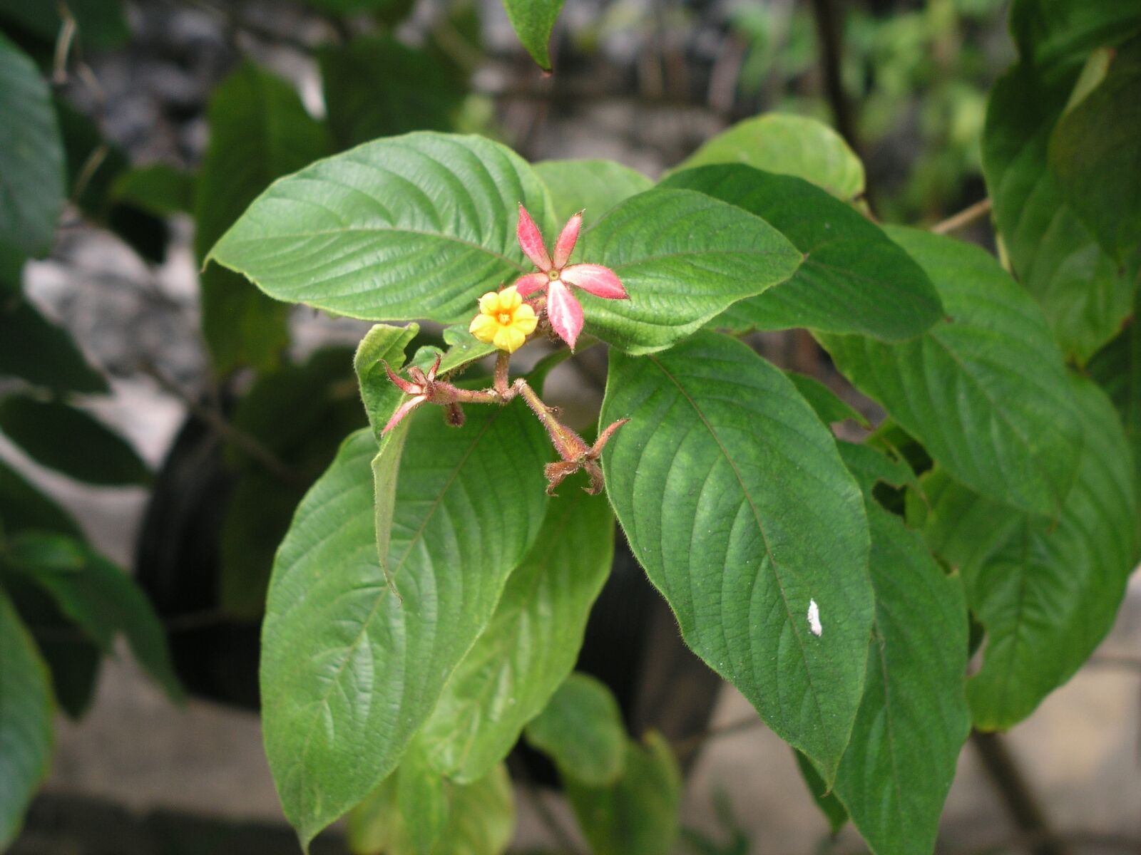 Olympus C5050Z sample photo. Blossom, bloom, flower photography