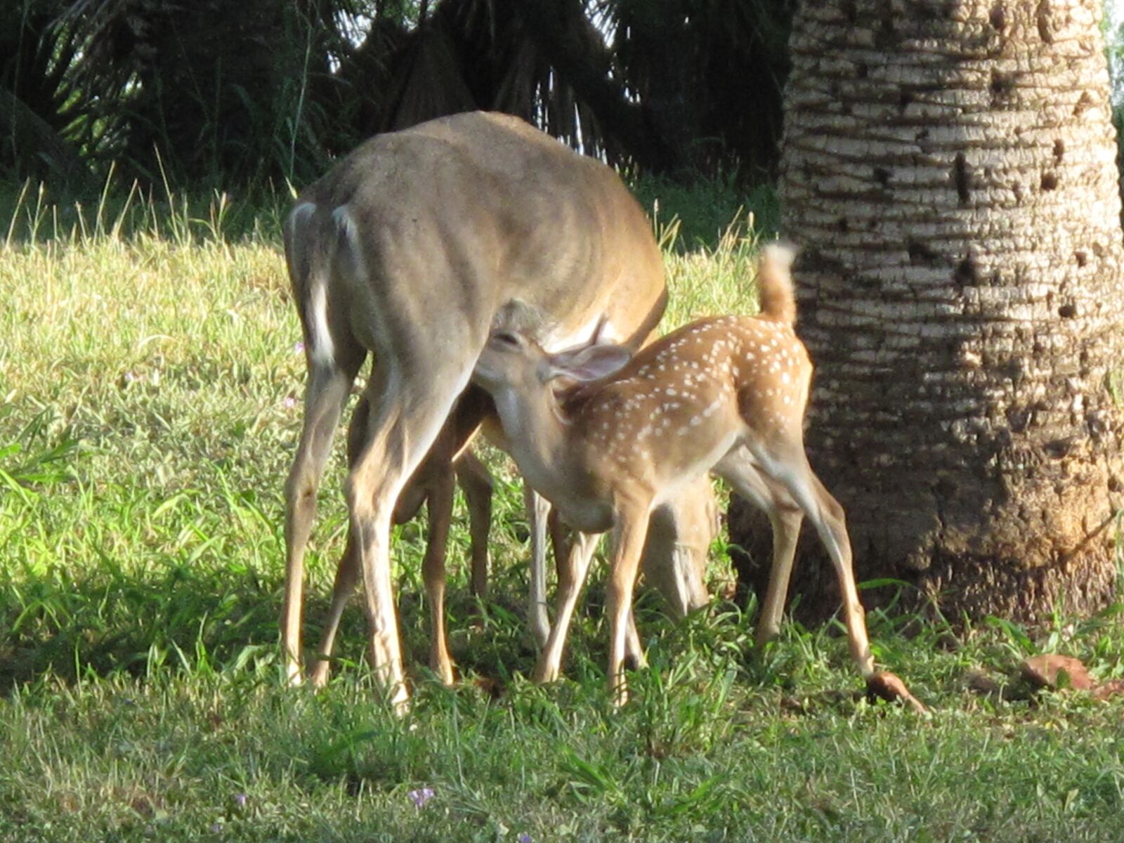 Canon PowerShot G10 sample photo. Deer and fawn nursing photography