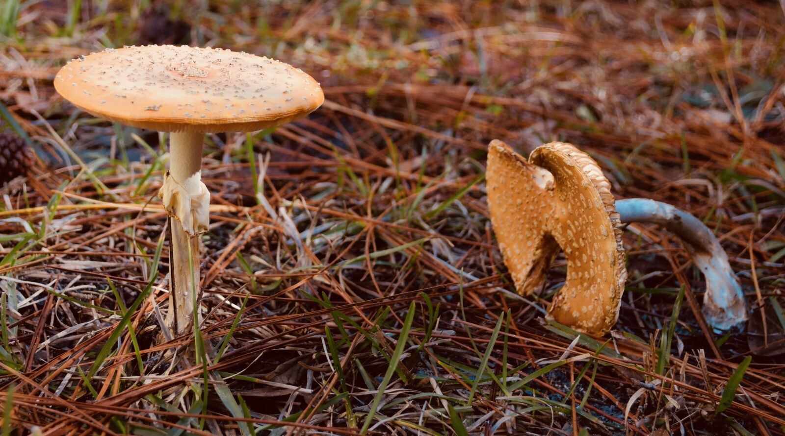 Nikon D5300 sample photo. Fungus, mushroom, boletus photography