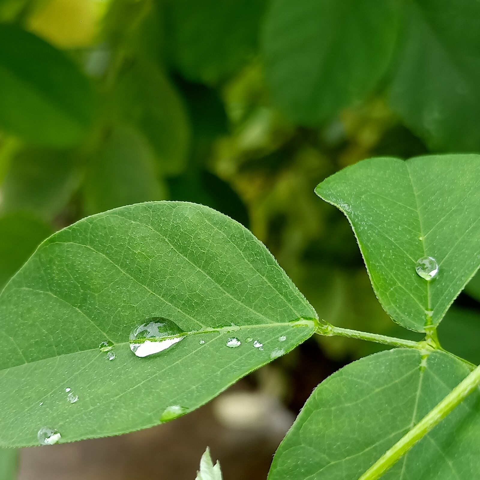 OPPO R15 sample photo. Raindrops, leaves, plant photography