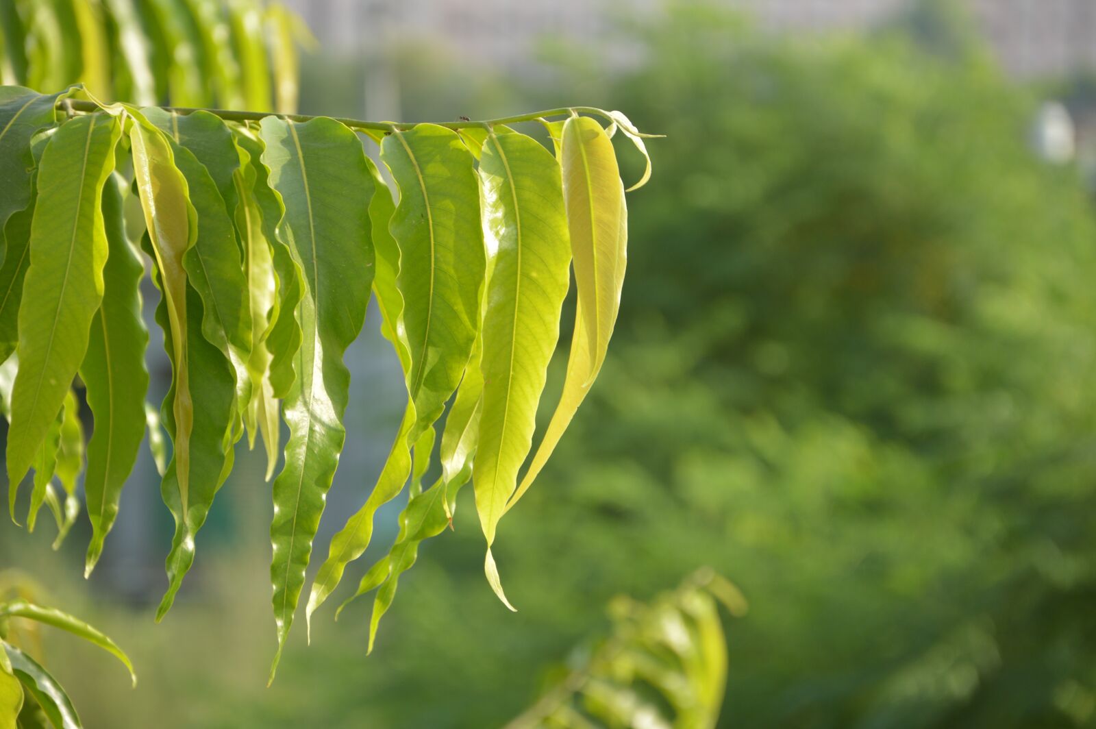 Nikon D3200 sample photo. Ashok tree leaf, leaf photography