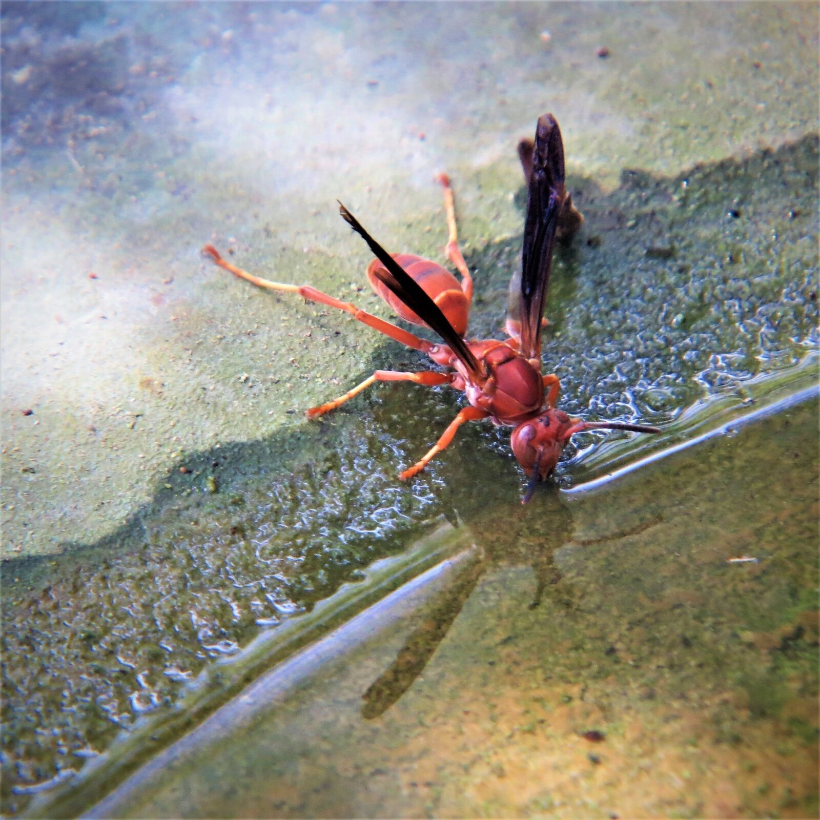 Canon PowerShot SX50 HS sample photo. Wasp, red, insect photography