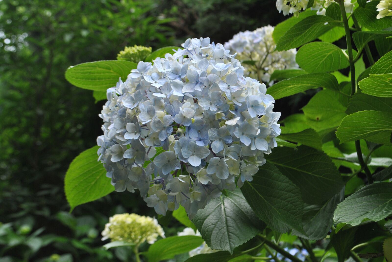 Nikon D3000 sample photo. Hydrangea, cyan light blue photography