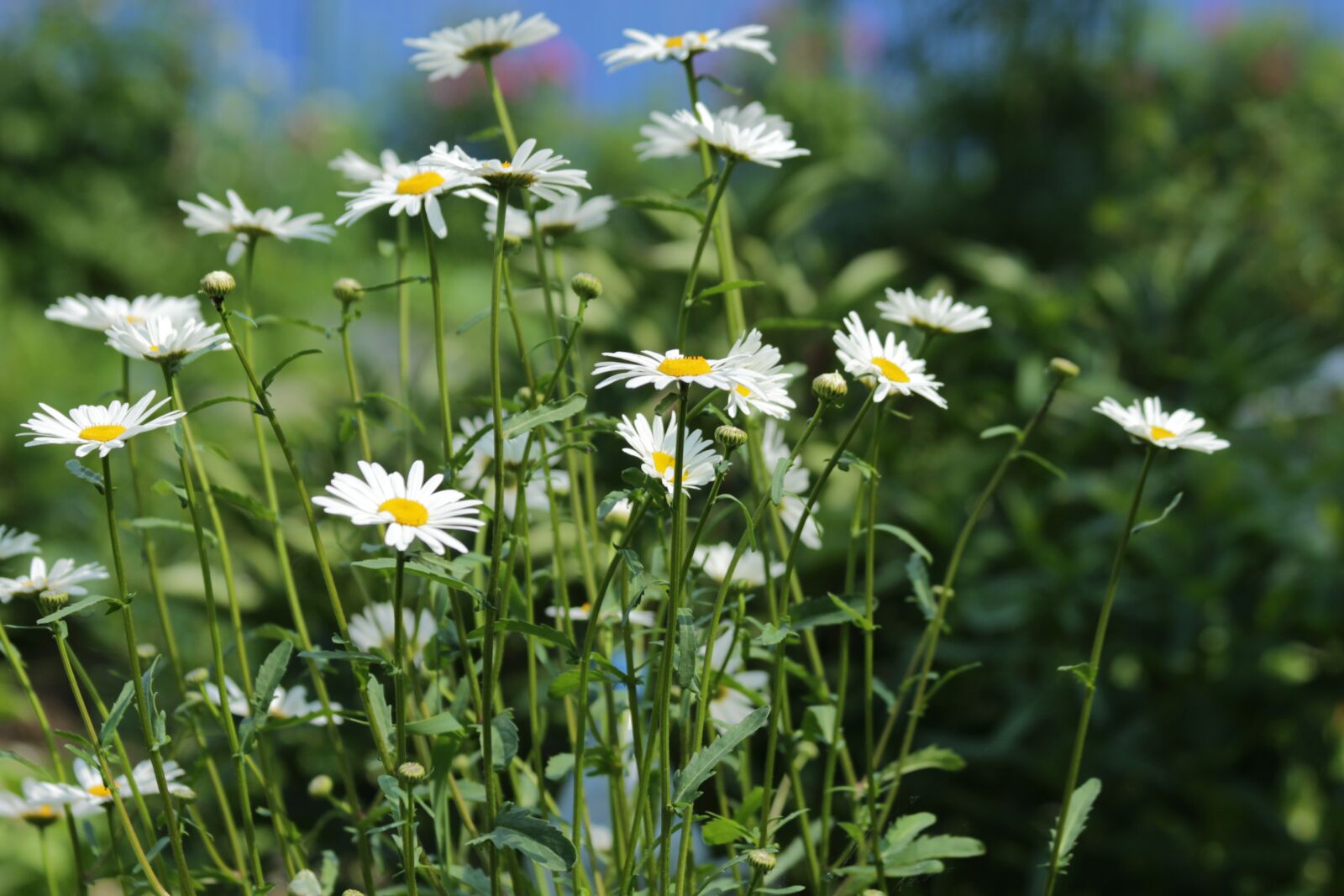 Canon EOS 650D (EOS Rebel T4i / EOS Kiss X6i) sample photo. Chamomile, flowers, white flowers photography