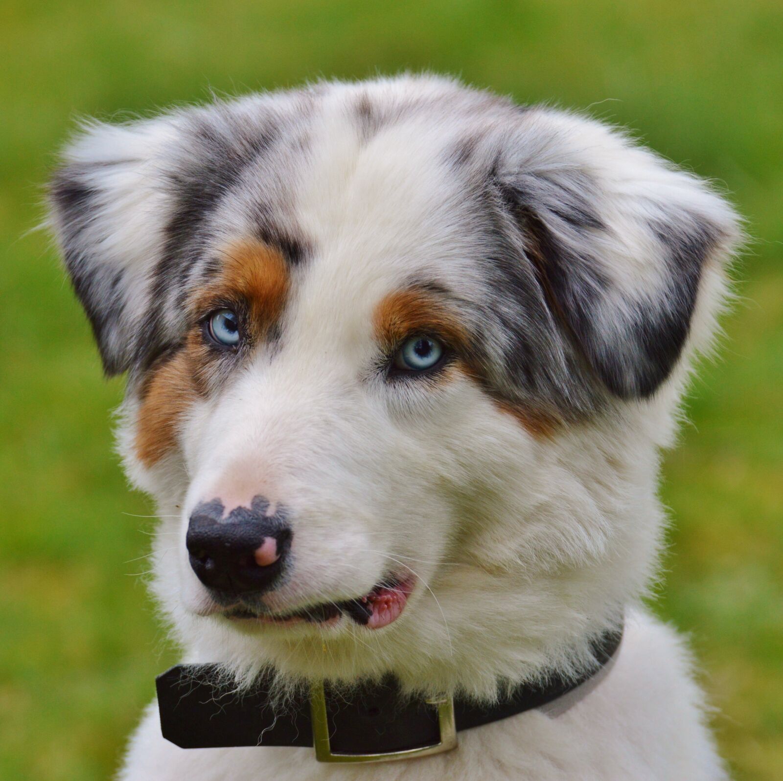 Nikon D3200 sample photo. Dog, play, meadow photography