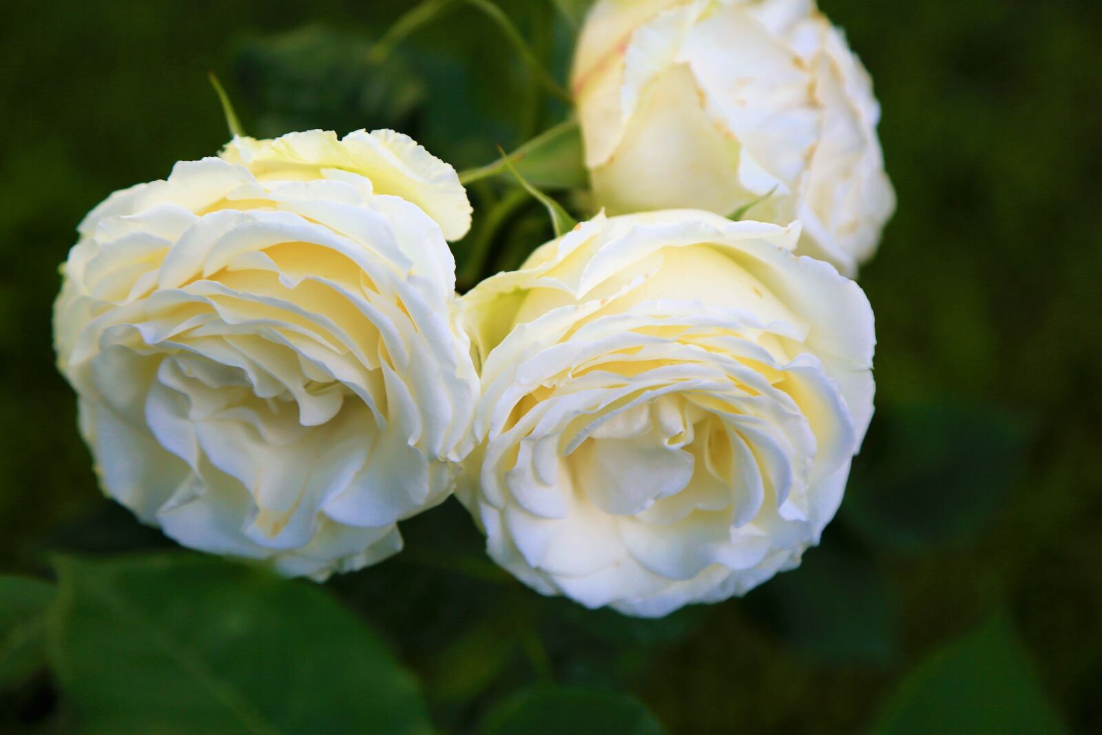 Canon EF 24-105mm F4L IS USM sample photo. Rose, spring, nature photography