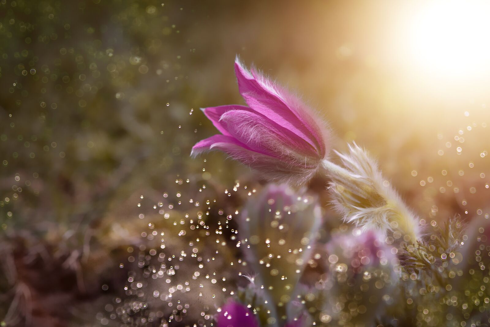 Nikon D750 sample photo. Anemone, flower, purple photography