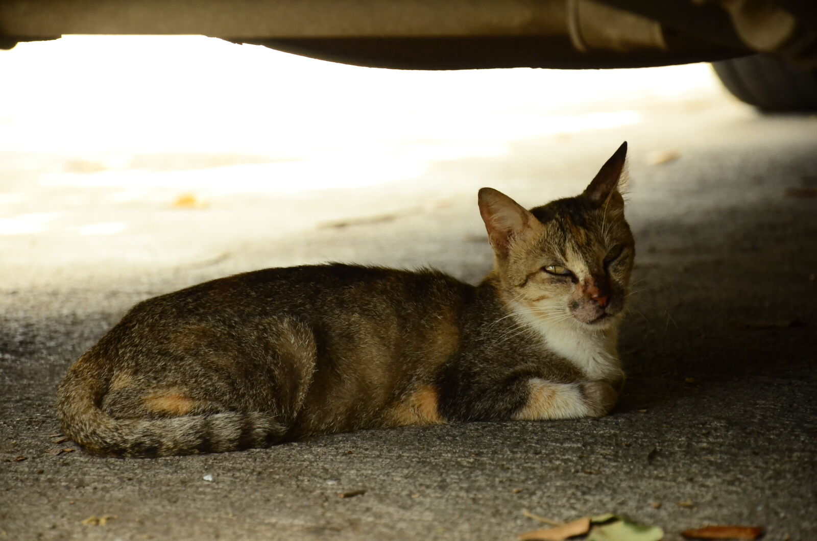 Nikon D7000 sample photo. Animal, cat photography