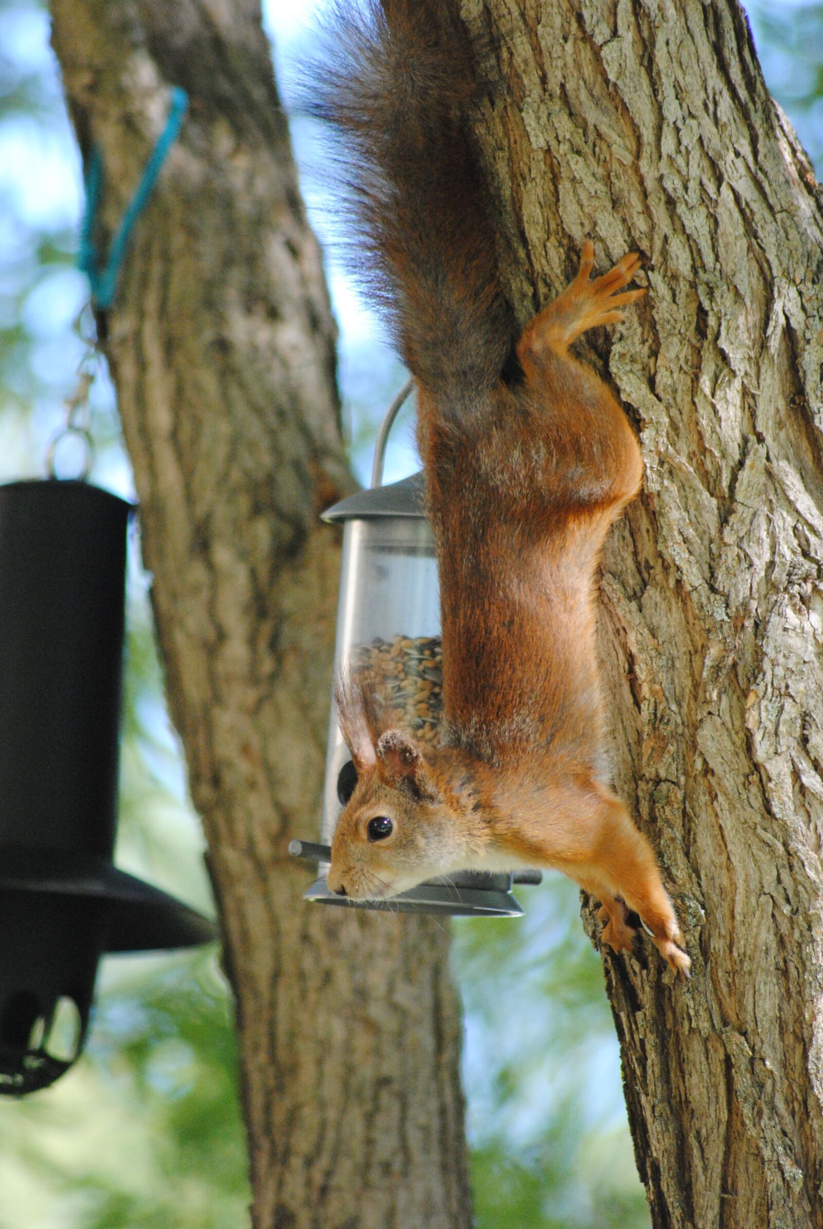 Nikon D3000 sample photo. Squirrel, food thief, bird photography