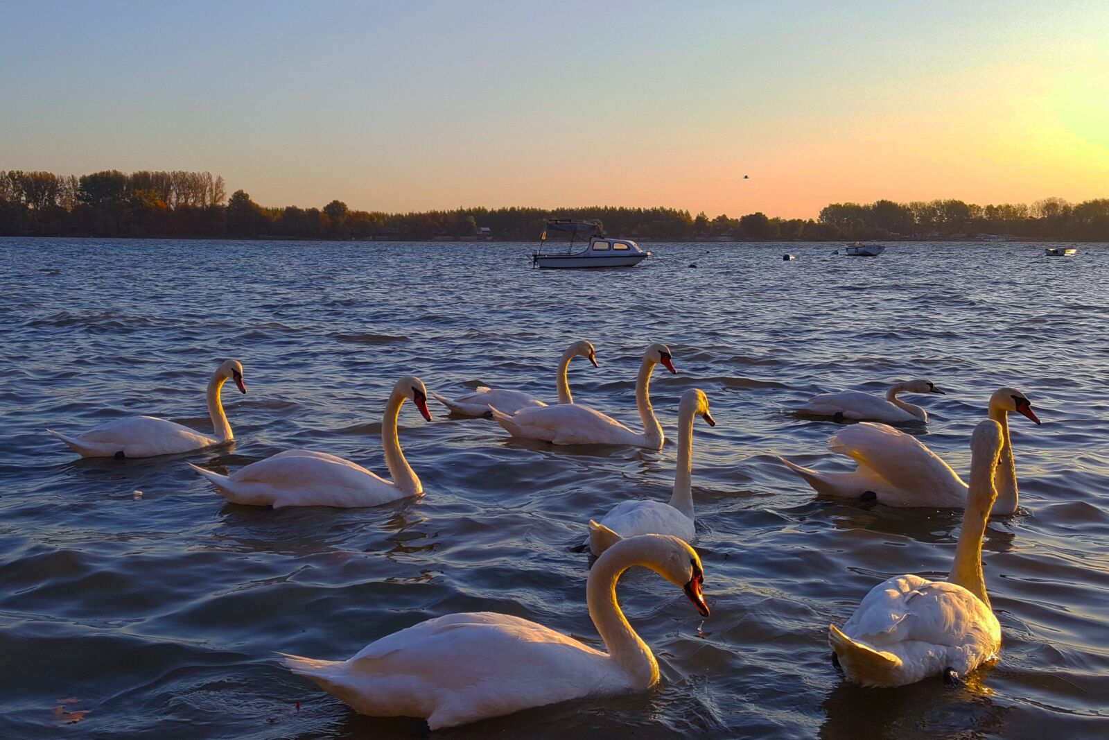 Samsung Galaxy S6 sample photo. Swans, sunset, water photography