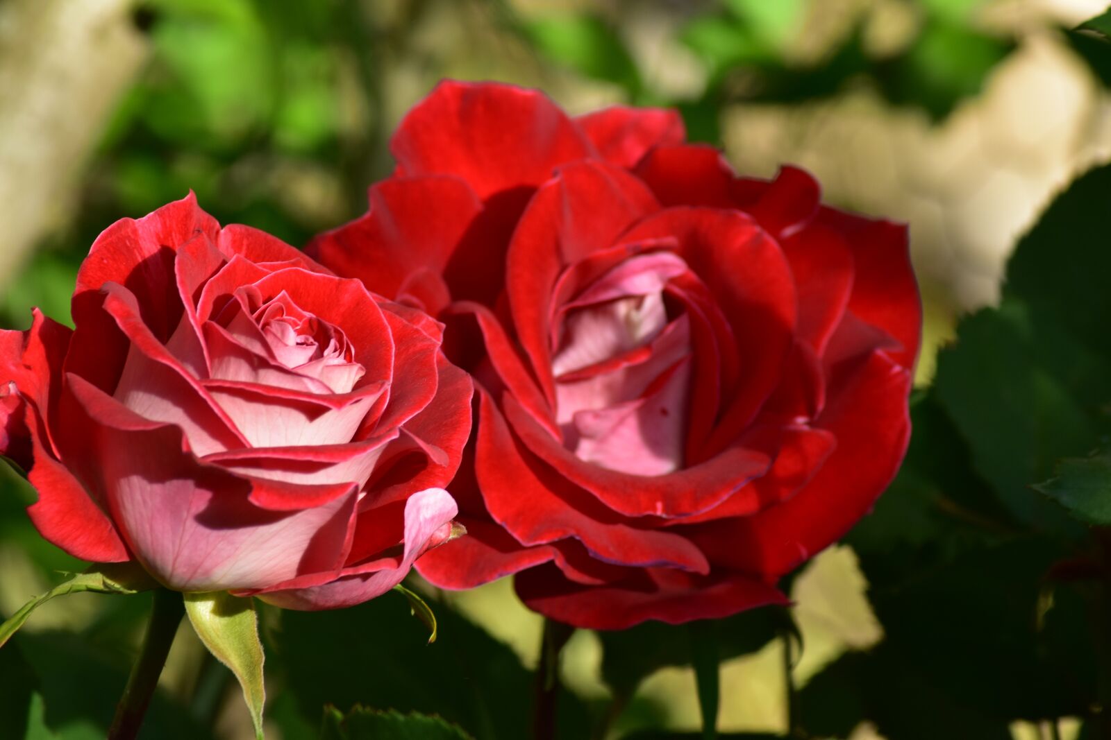 Nikon D3400 sample photo. Rose, flower, blossom photography
