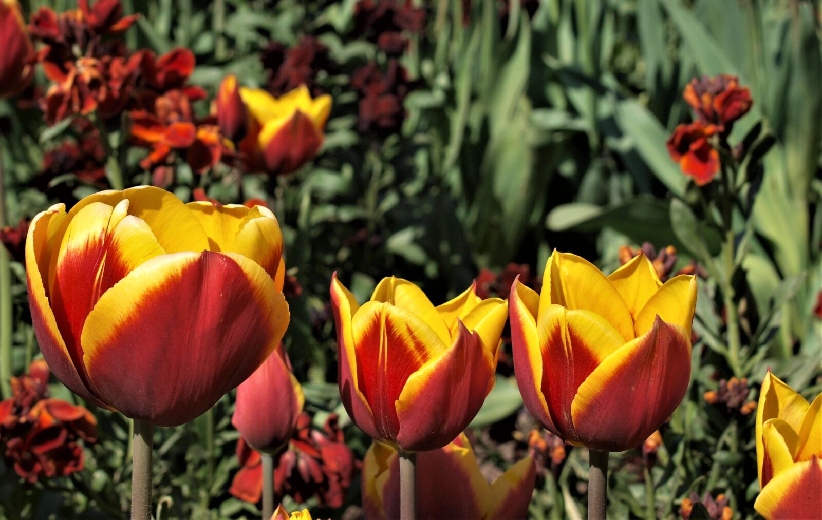 Olympus E-520 (EVOLT E-520) sample photo. Flower, nature, tulip photography