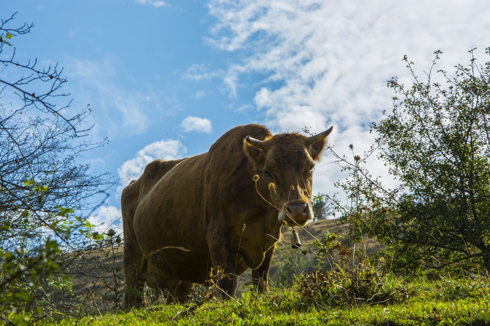 Nikon D5200 sample photo. Cow, sky, nature photography