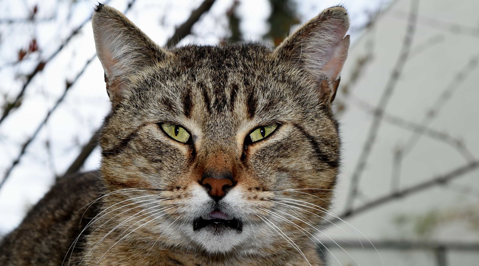 Nikon D5500 sample photo. Detail, head, animal, feline photography