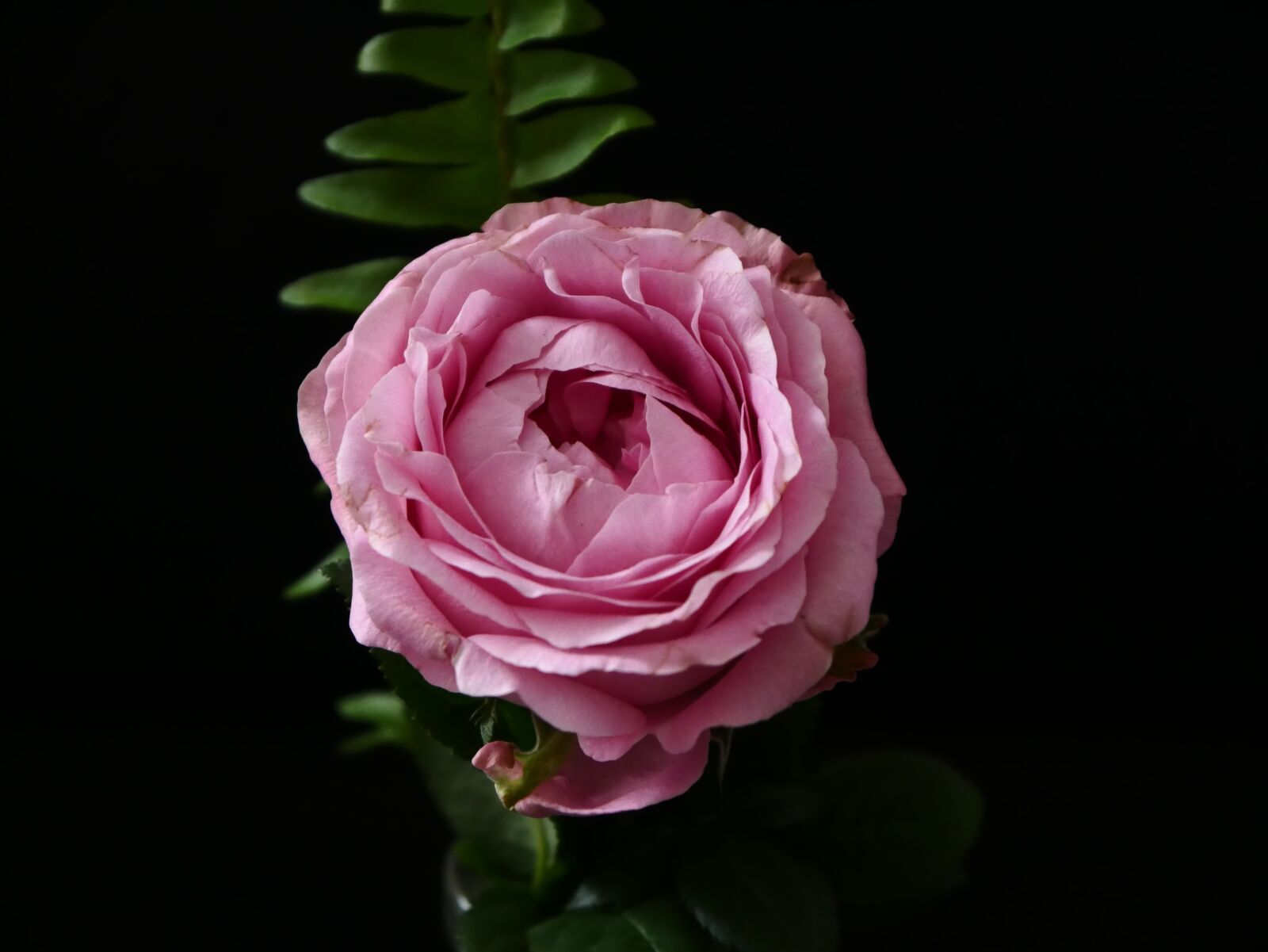Panasonic DMC-G70 sample photo. Pink, rose, nature photography