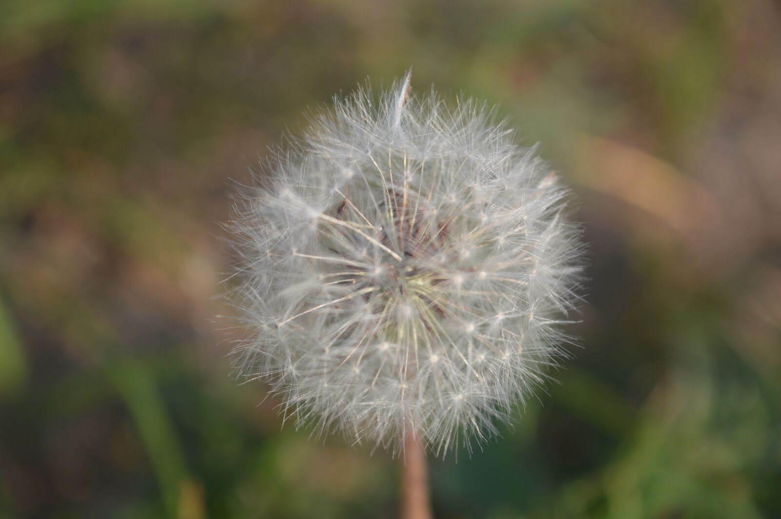 Nikon D3200 sample photo. Grass, white, dandelion photography