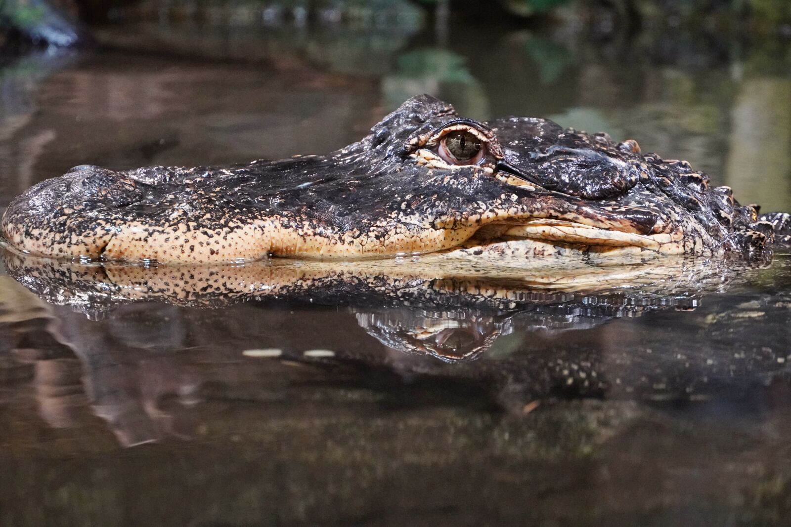 Sony a6400 sample photo. Crocodile, mirroring, head photography