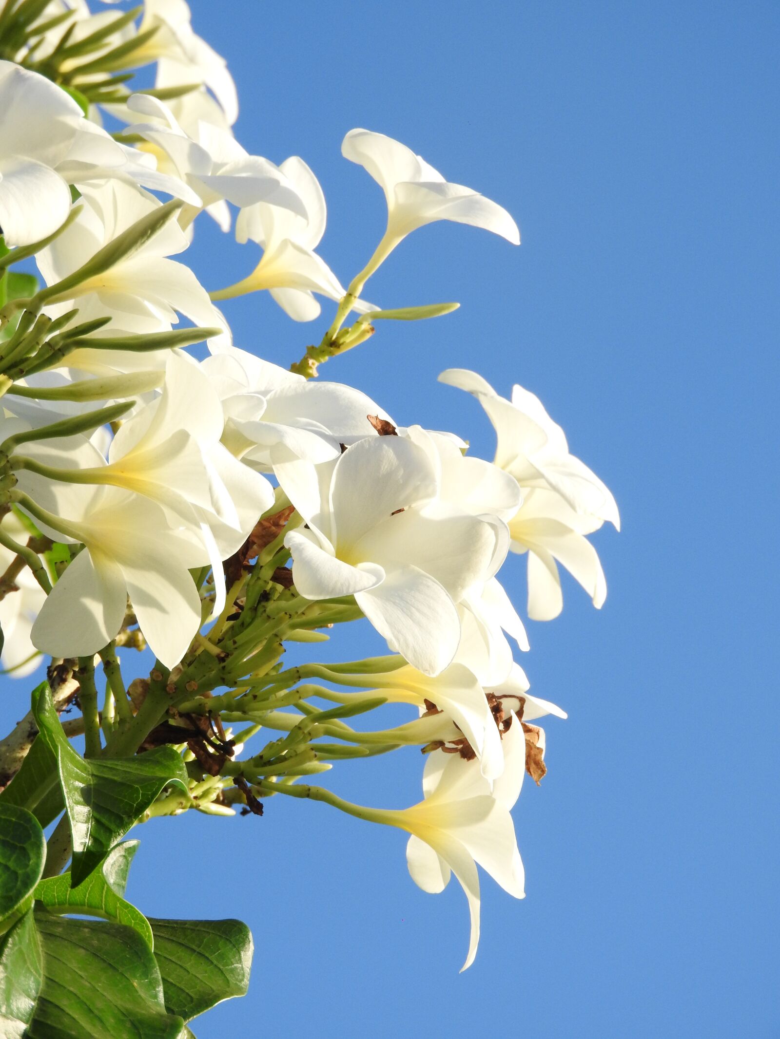 Nikon Coolpix P610 sample photo. White, blue, flower photography