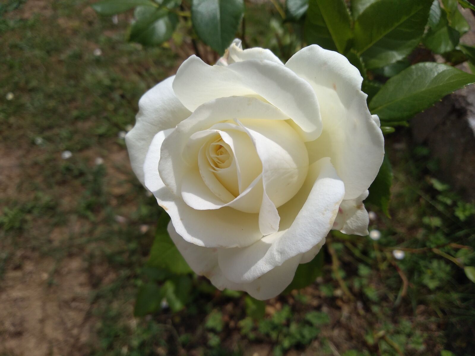 HUAWEI Honor 6A sample photo. Pink, flower, nature photography