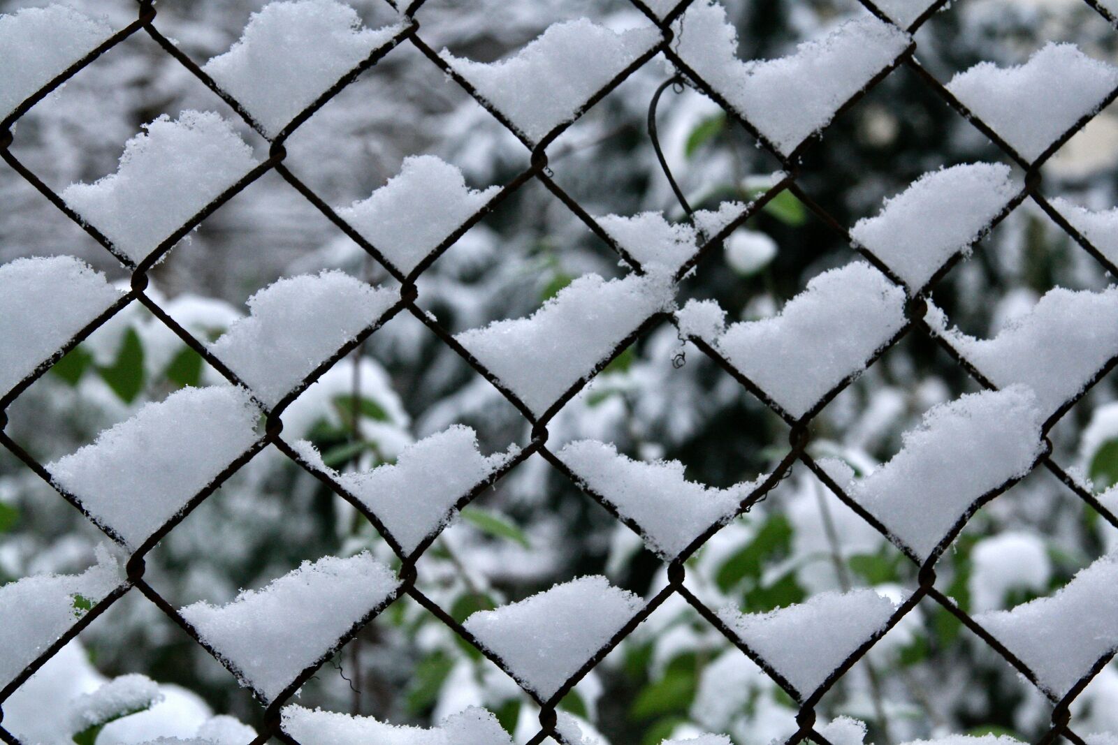 Canon EOS 400D (EOS Digital Rebel XTi / EOS Kiss Digital X) sample photo. Snow, fence, wire mesh photography