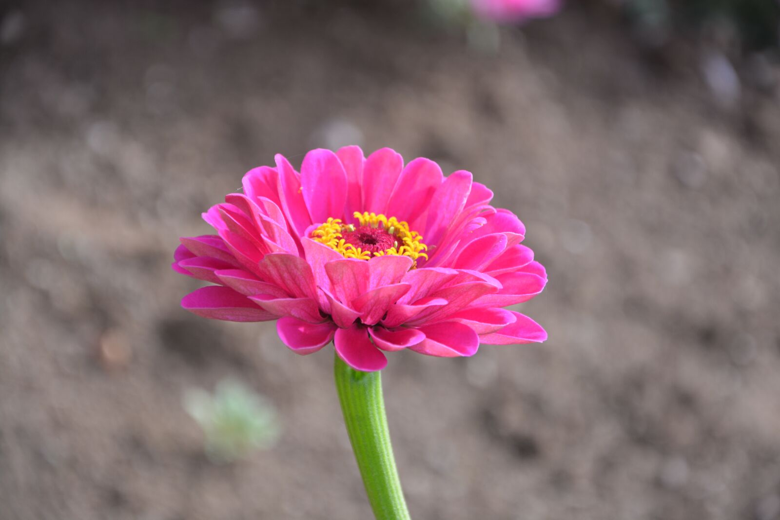 Nikon D5200 sample photo. Flower, flowers, rose petals photography
