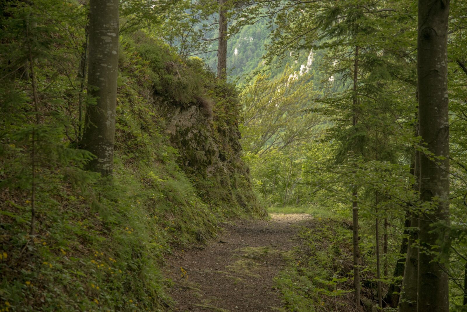Nikon D800 sample photo. Path, forest, nature photography