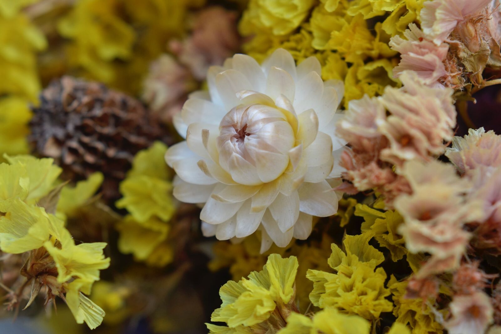 Nikon D7000 sample photo. Immortelle, dry, flower photography