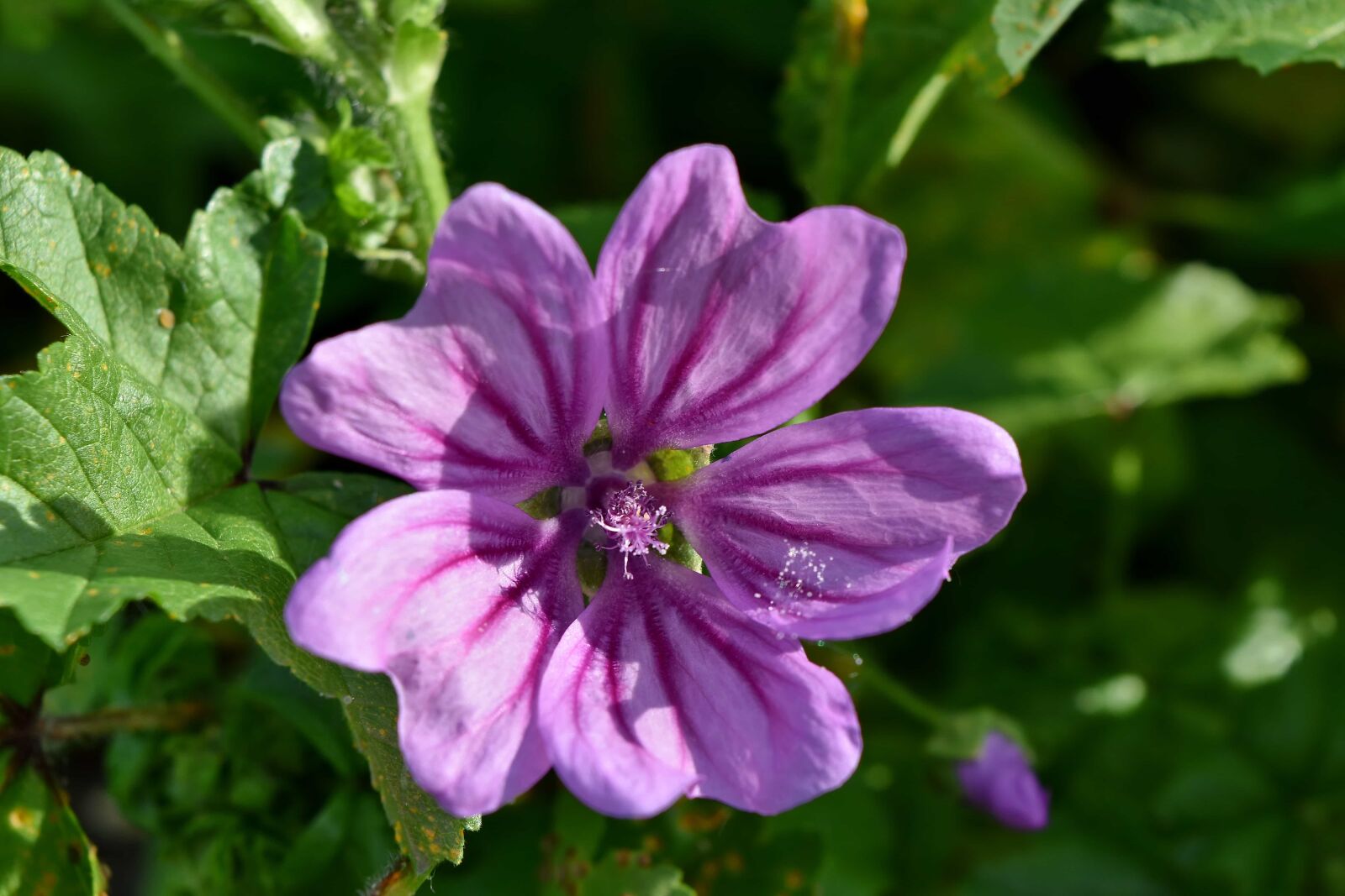 Nikon D5500 sample photo. Pistil, purple, nature, leaf photography