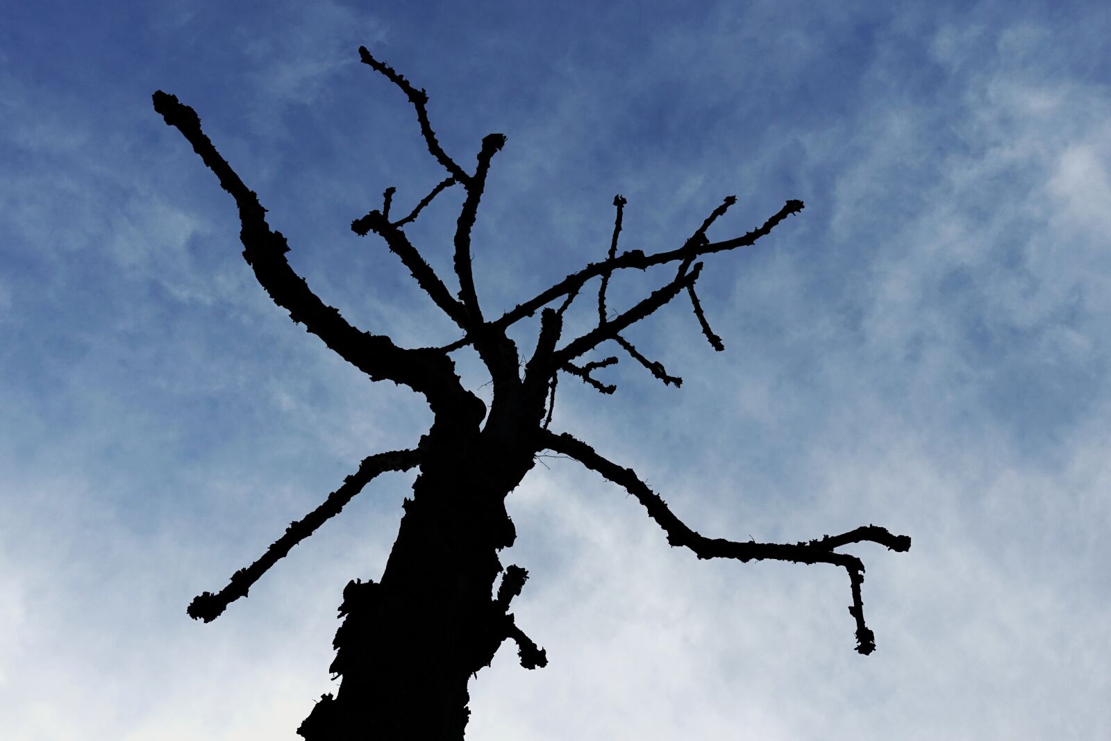Sony DSC-RX100M5 sample photo. Tree, silhouette, menace photography