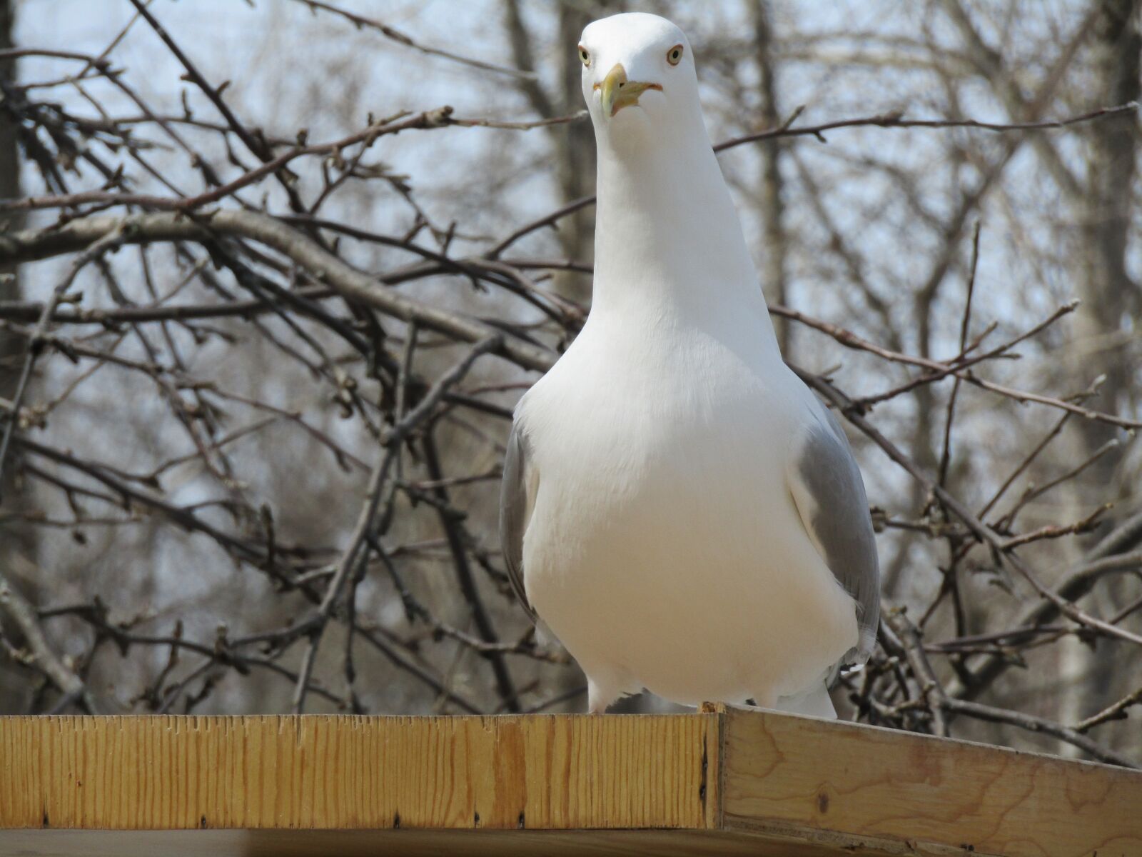 Canon PowerShot SX420 IS sample photo. Nature, bird, animal photography